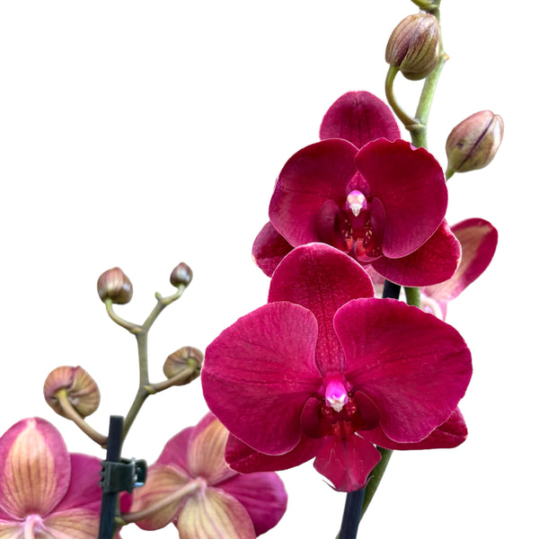 Phalaenopsis Pavarotti