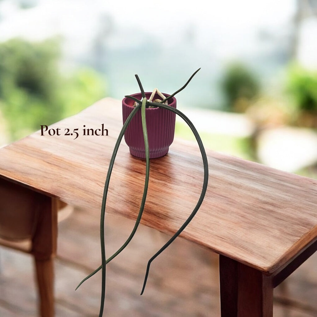 Paraphalaenopsis labukensis - parfum de scortisoara