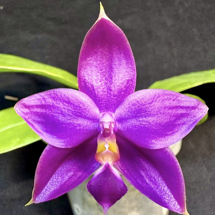 Phalaenopsis Yaphon All Friends '723'