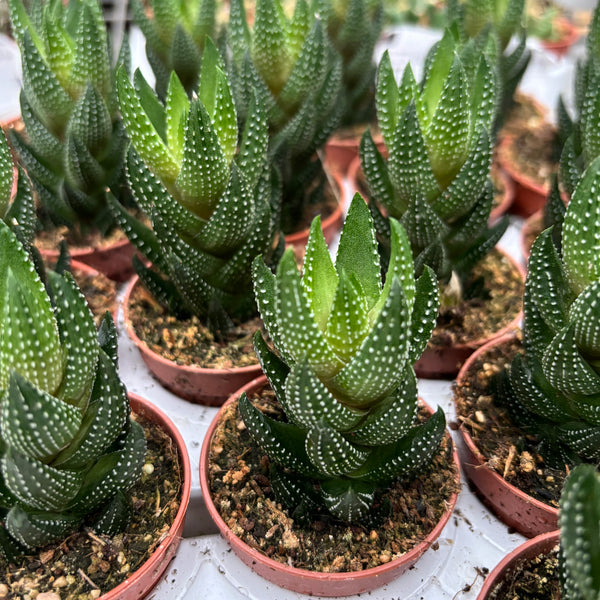 Haworthia reinwardtii var. Zebrina