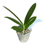 Phalaenopsis Hualien Pink Galaxy *fragrant