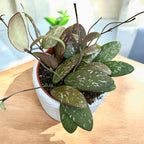 Hoya sigillatis 'Round Leaf' (Wide form, AH001) - full pots