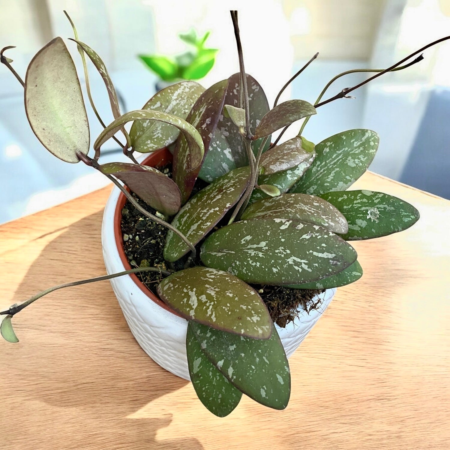 Hoya sigillatis 'Round Leaf' (Wide form, AH001) - full pots