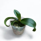 Vandaenopsis Irene Dobkin 'Elmhurst' HCC/AOS