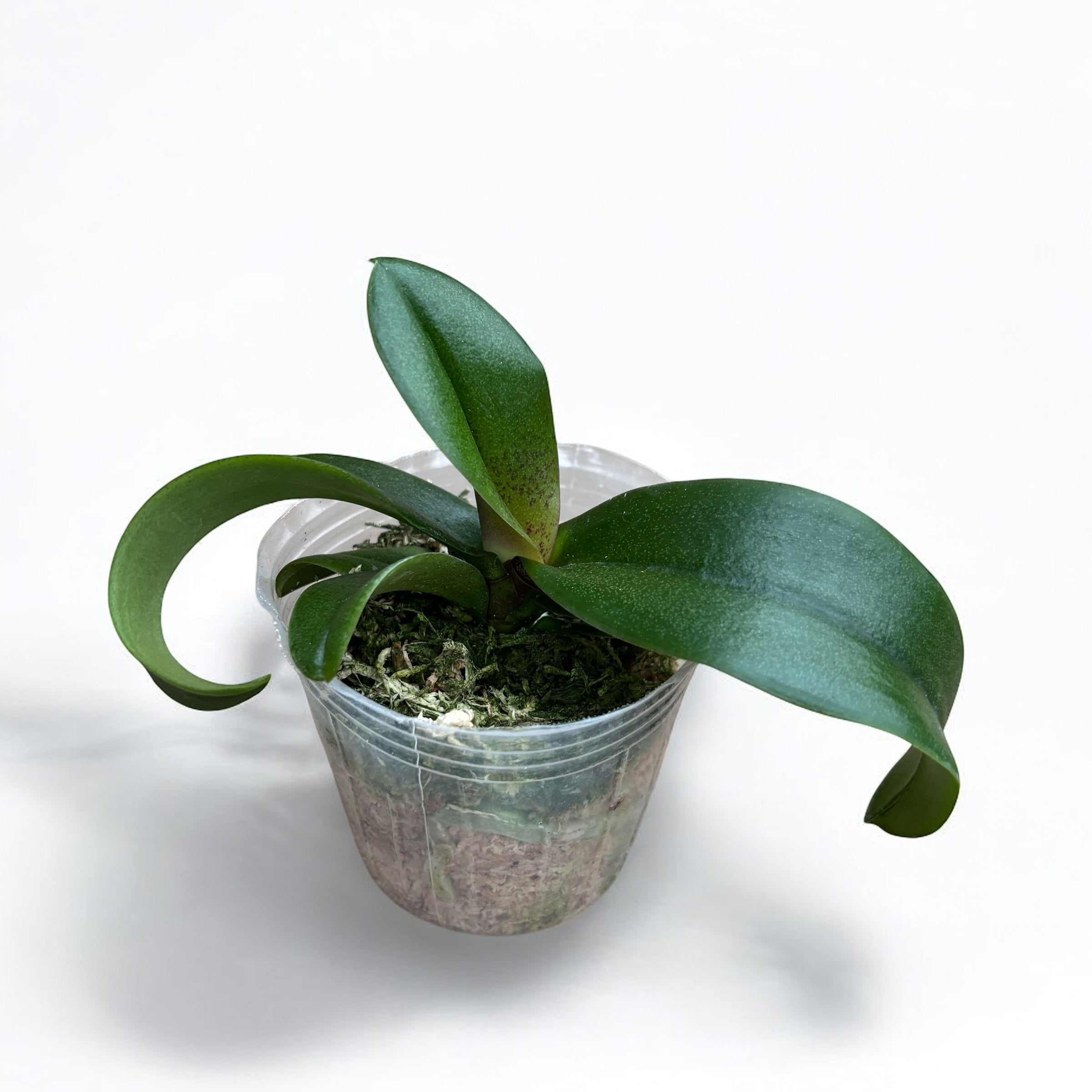 Vandaenopsis Irene Dobkin 'Elmhurst' HCC/AOS