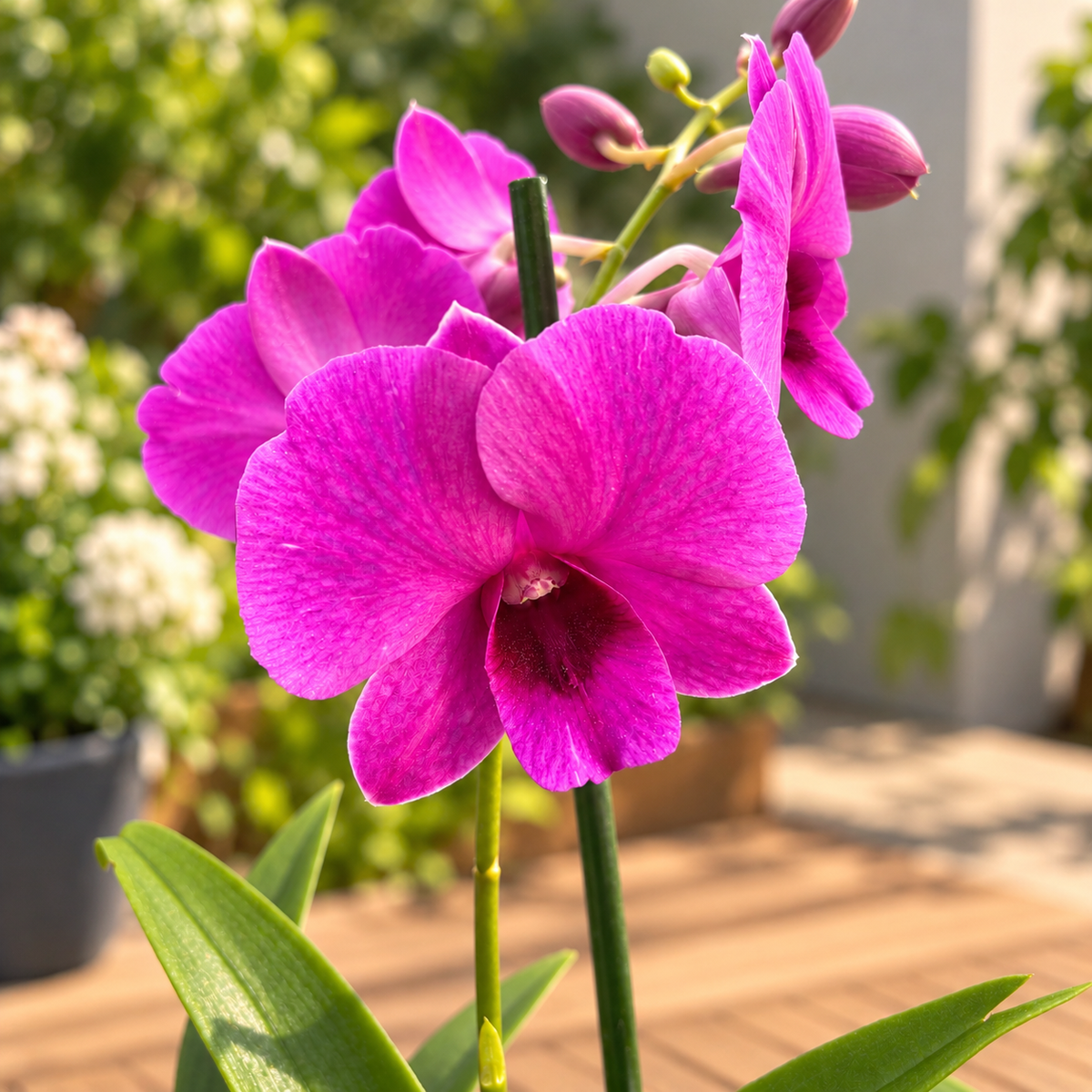 Dendrobium Phalaenopsis Aracadia Ruby