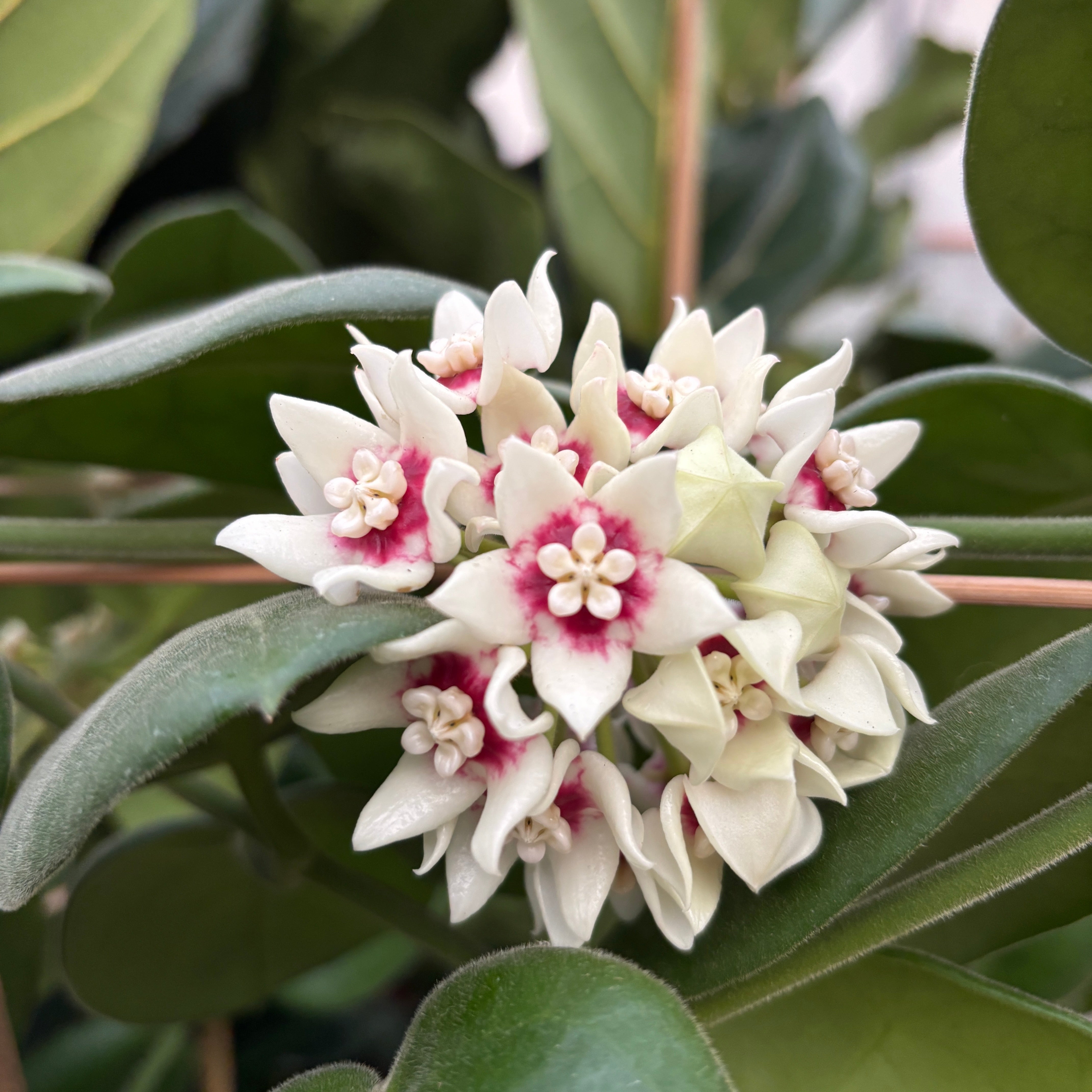 Hoya calycina 'Stargazer' - exemplare XL - cea mai parfumata Hoya