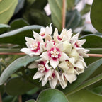 Hoya calycina 'Stargazer' - XL Exemplare - die duftendste Hoya