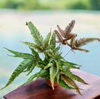 Pteris quadriaurita 'Tricolor (Malovaný kapradina) - exotická kapradina s tříbarevným listem, ideální do interiéru