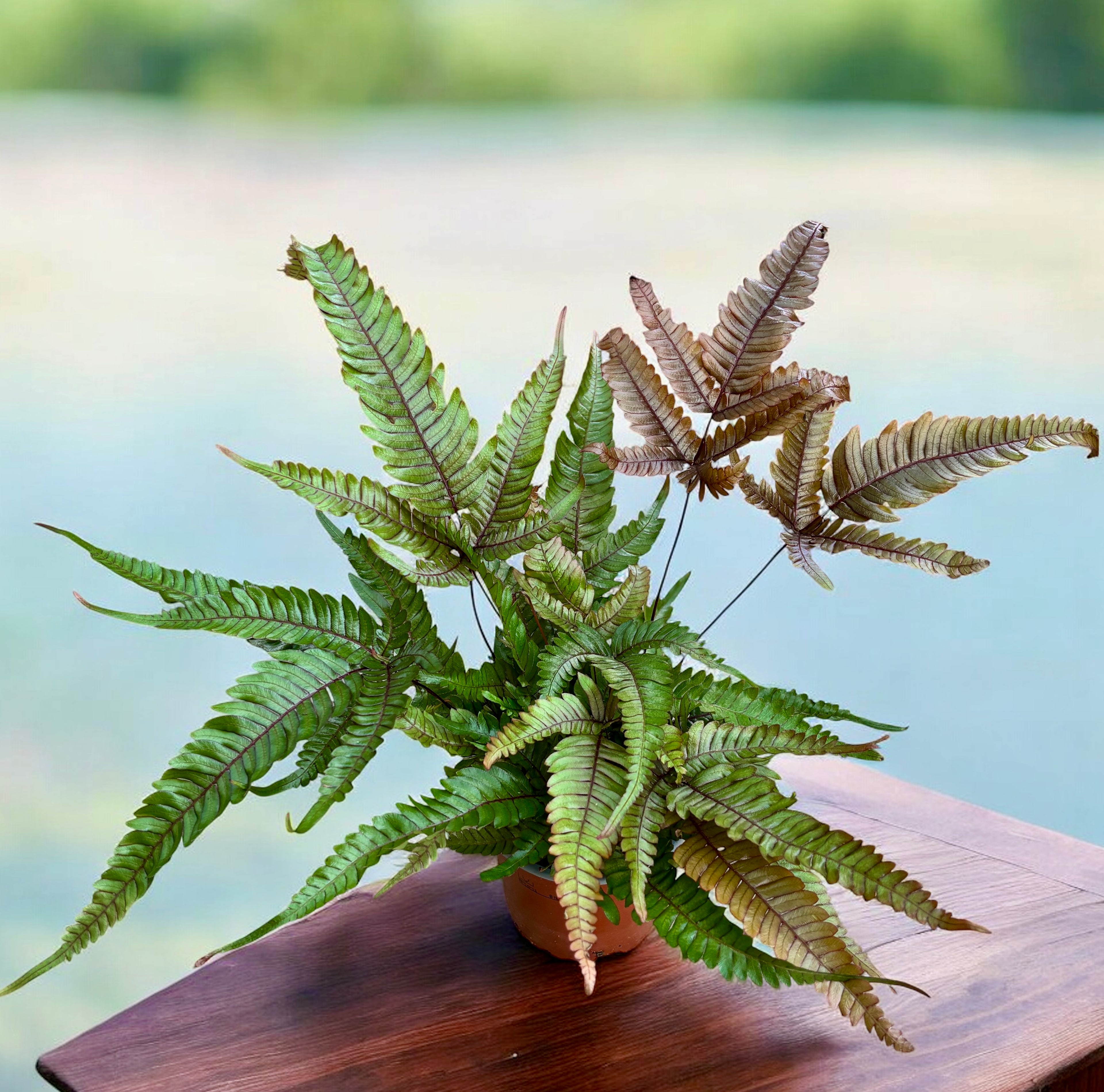Pteris quadriaurita 'Tricolor (Painted Brake Fern) - feriga exotica cu frunzis tricolor, ideala pentru interior
