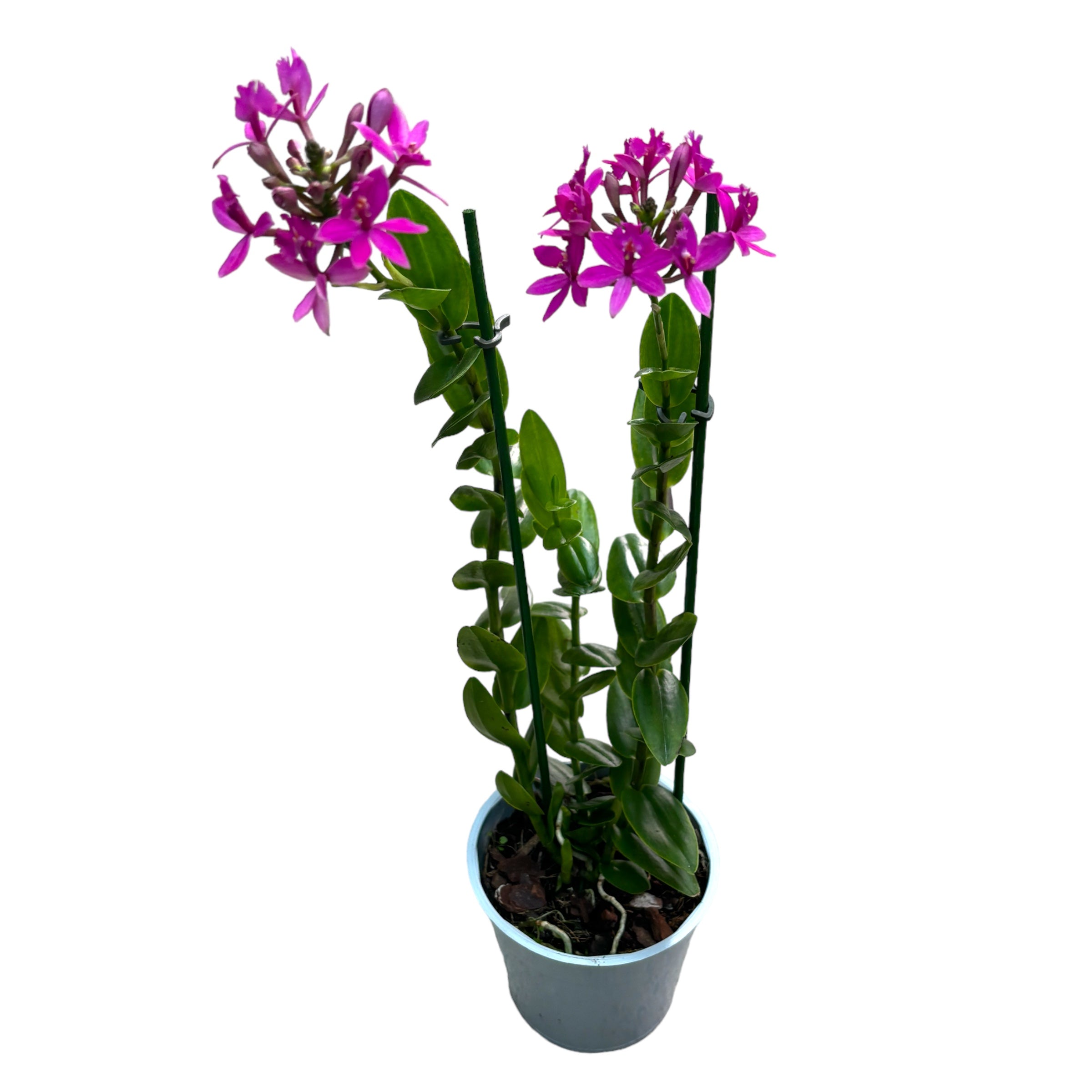 Epidendrum radicans 'Dark Purple' - esemplari sviluppati