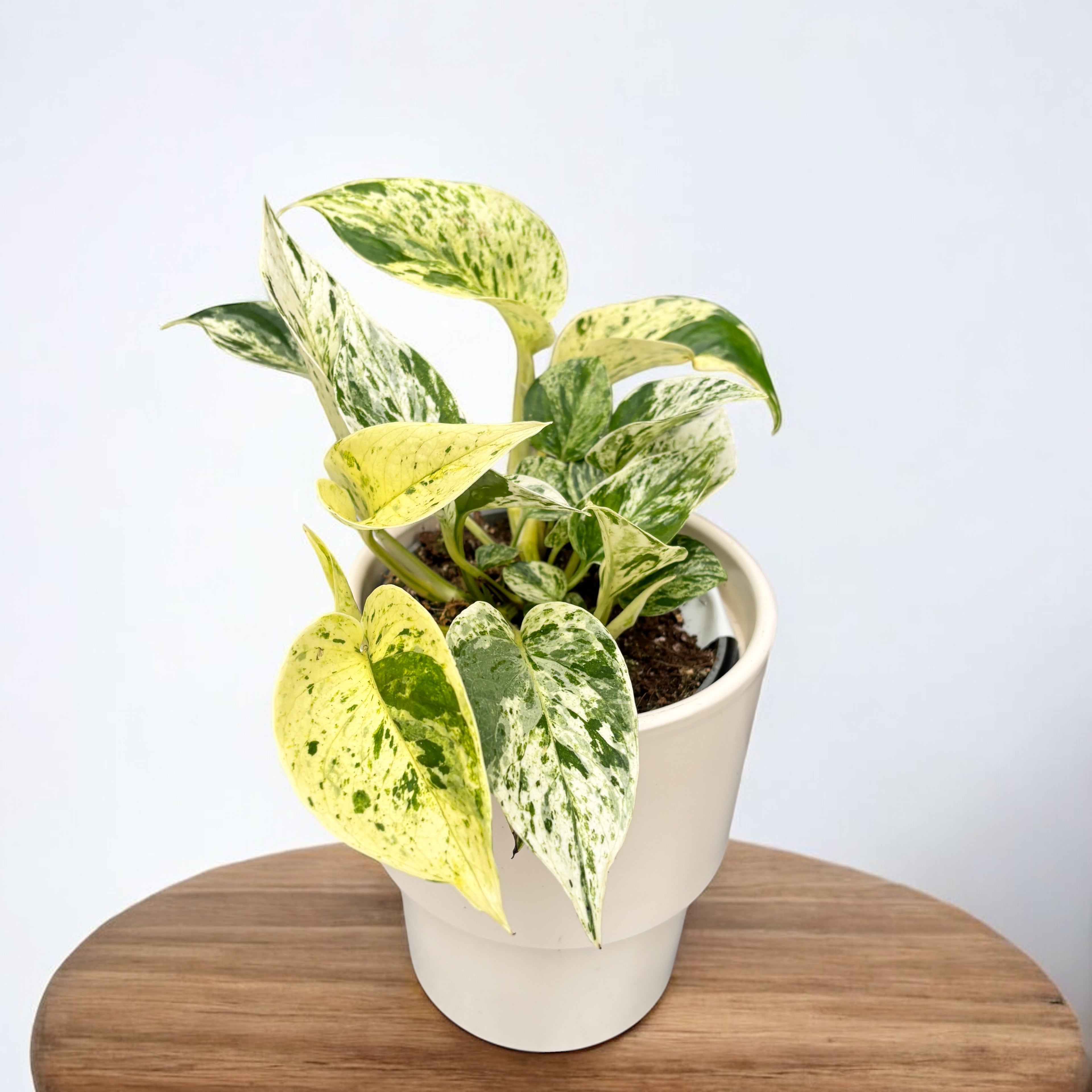 Epipremnum ‘Snow Leopard’