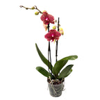 Phalaenopsis Sésame Rouge