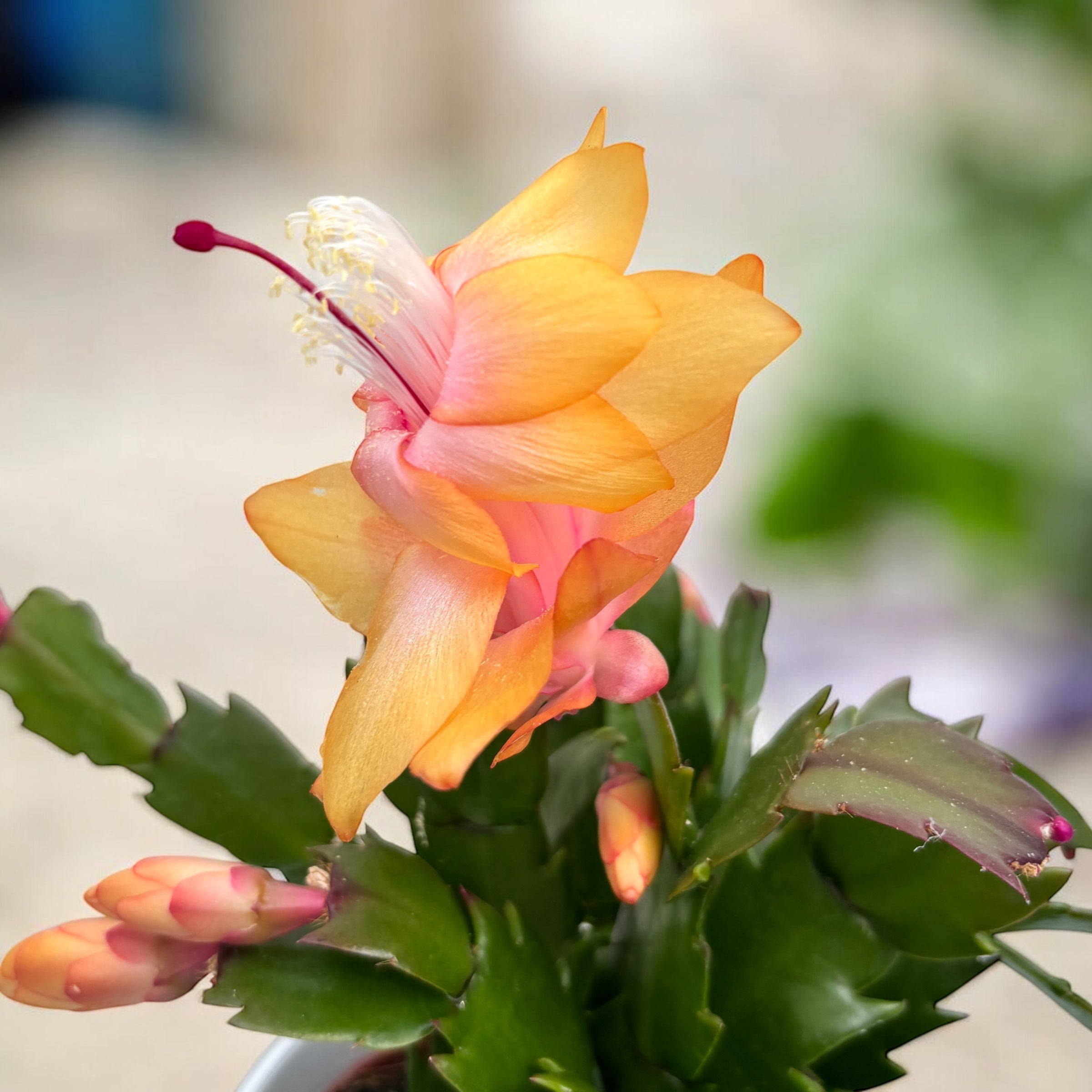 Craciunita - Schlumbergera ‘Gold Charm’