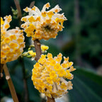Edgeworthia chrysantha ‘Honey Sunshine’ – illatos sárga-arany virágú papírbokor