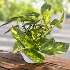 Epipremnum pinnatum ‘Cintho Goldfinger’