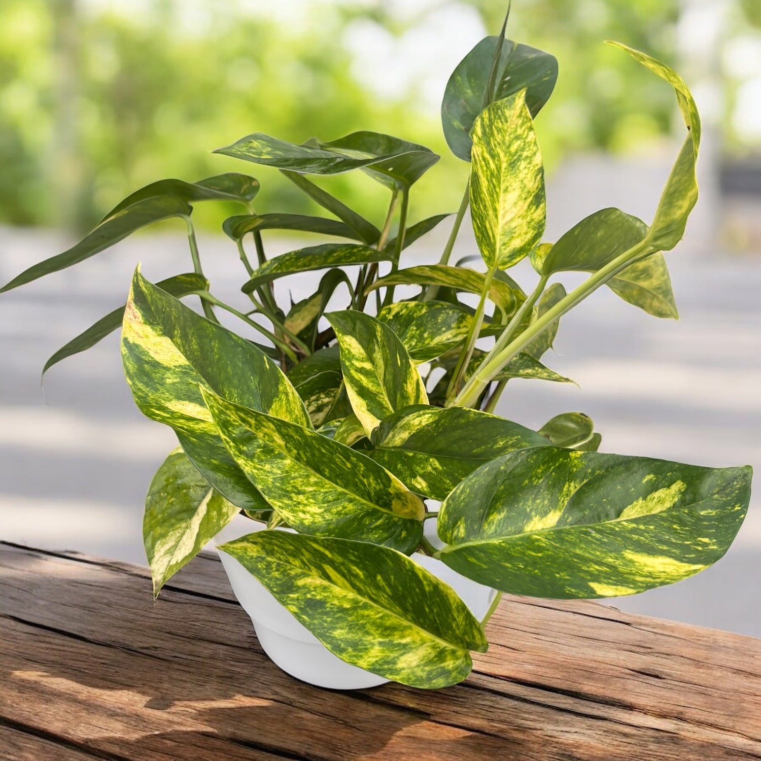 Epipremnum pinnatum ‘Cintho Goldfinger’