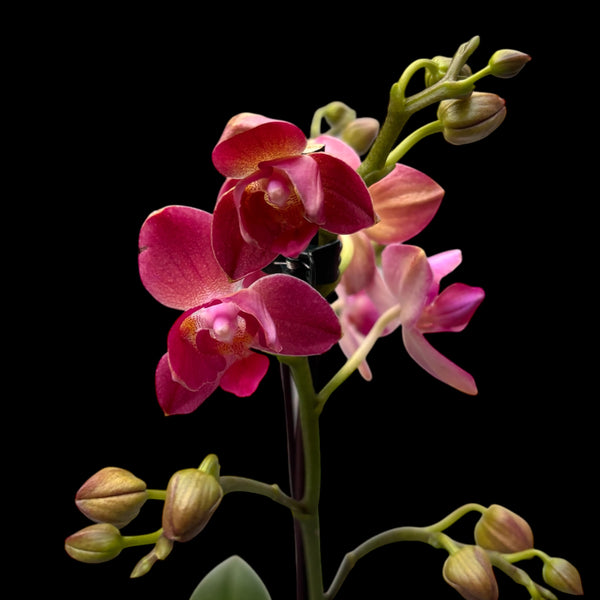 Phalaenopsis Limited 41 - peloric