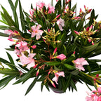 Leandru roz - (Nerium Olander) 2 plante/ ghiveci, exemplare XL