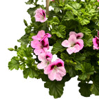 Muscate antitantari  - Pelargonium 'Angel Daisy’