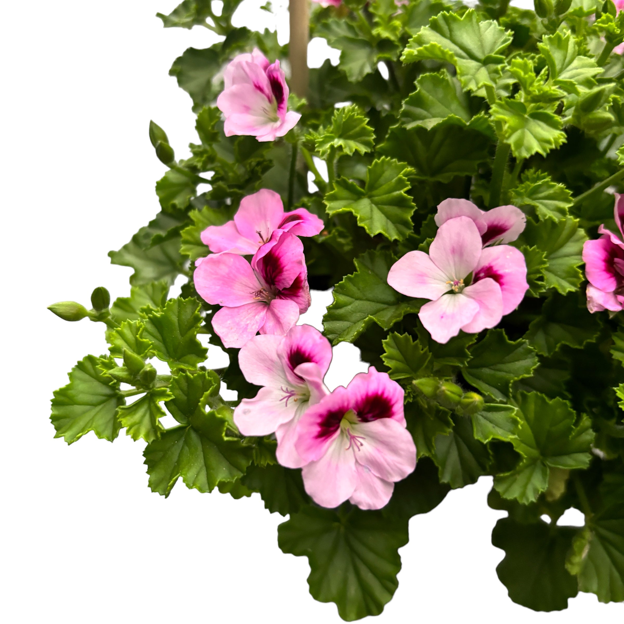 Muscate antitantari  - Pelargonium 'Angel Daisy’