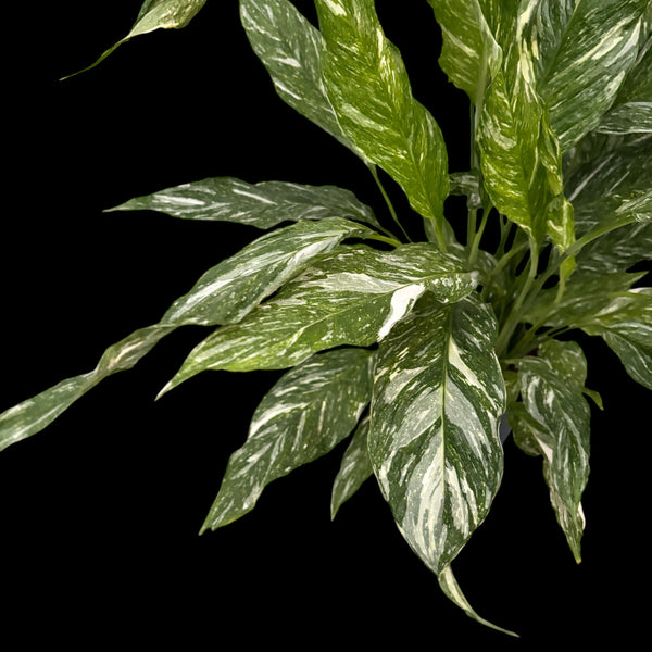 Spathiphyllum 'Diamond Variegata' - das Exemplar auf den Bildern