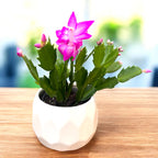 Schlumbergera ‘Purple Dancer’ (Karácsonyi kaktusz) 2pp