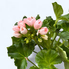 Muscata trandafir - Pelargonium Royal Rosebud 'Emma'