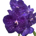 Vanda Tweed Blau XXL 7p (Ansu)