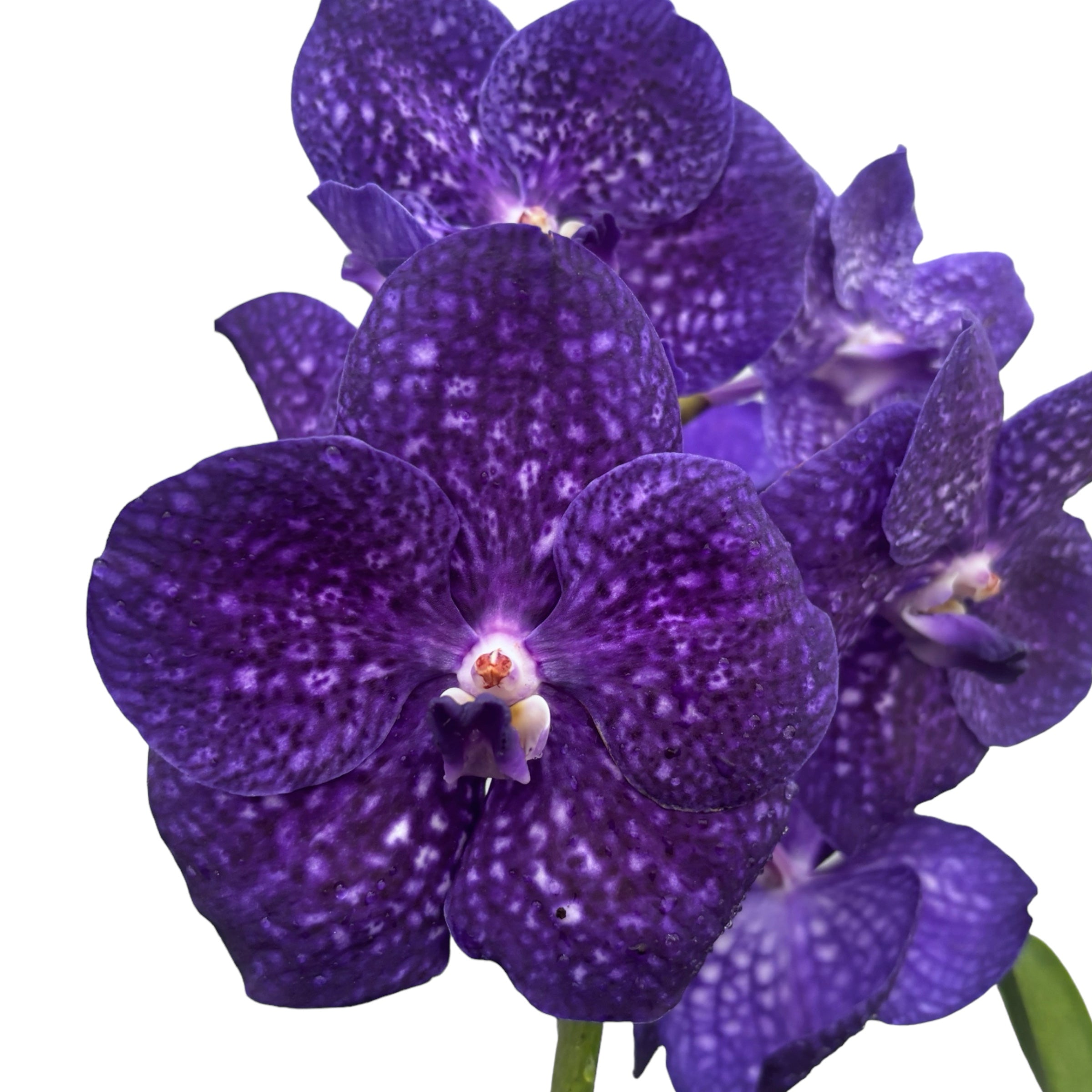 Vanda Tweed Blau XXL 7p (Ansu)