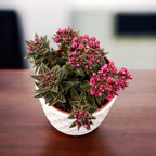 Crassula schmidtii - koristeellinen vaaleanpunainen kukkiva mehikasvi