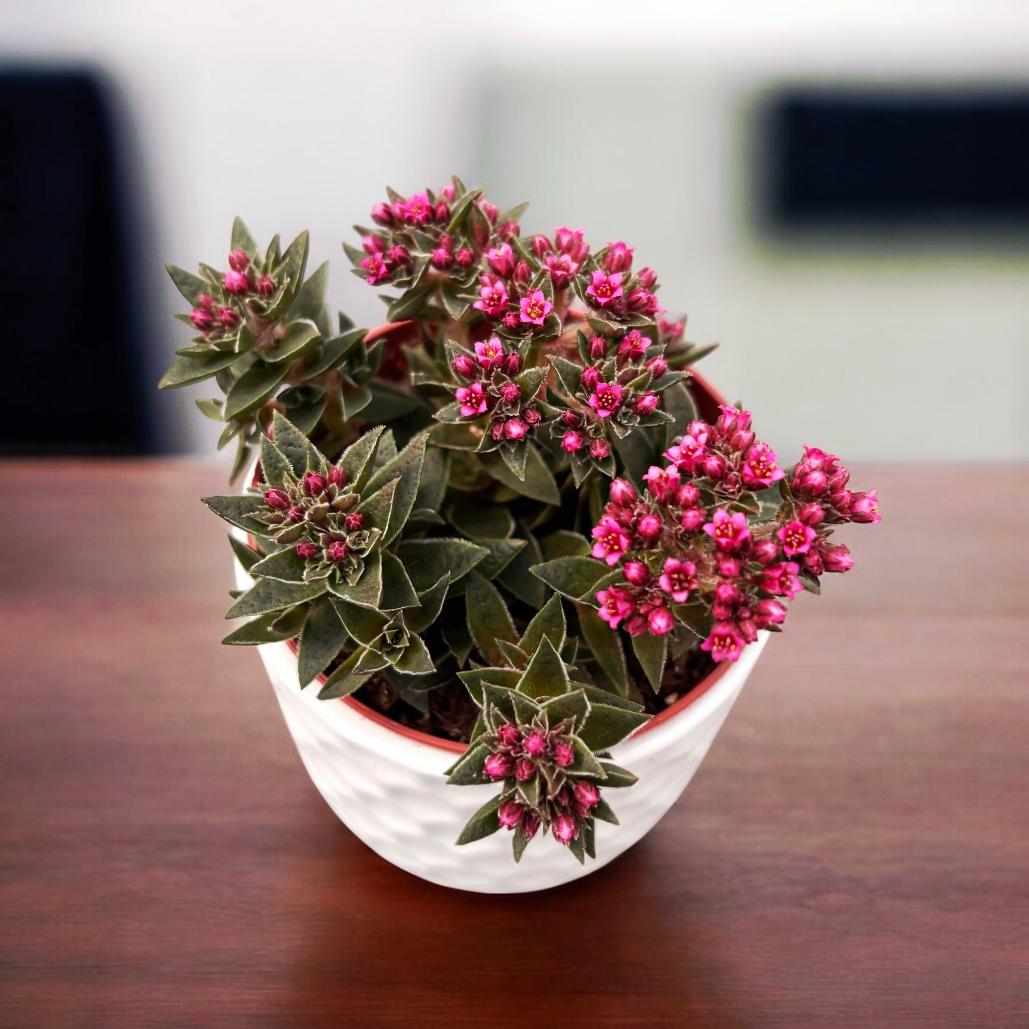 Crassula schmidtii - suculenta cu inflorire roz decorativa