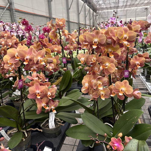 Phalaenopsis Monaco