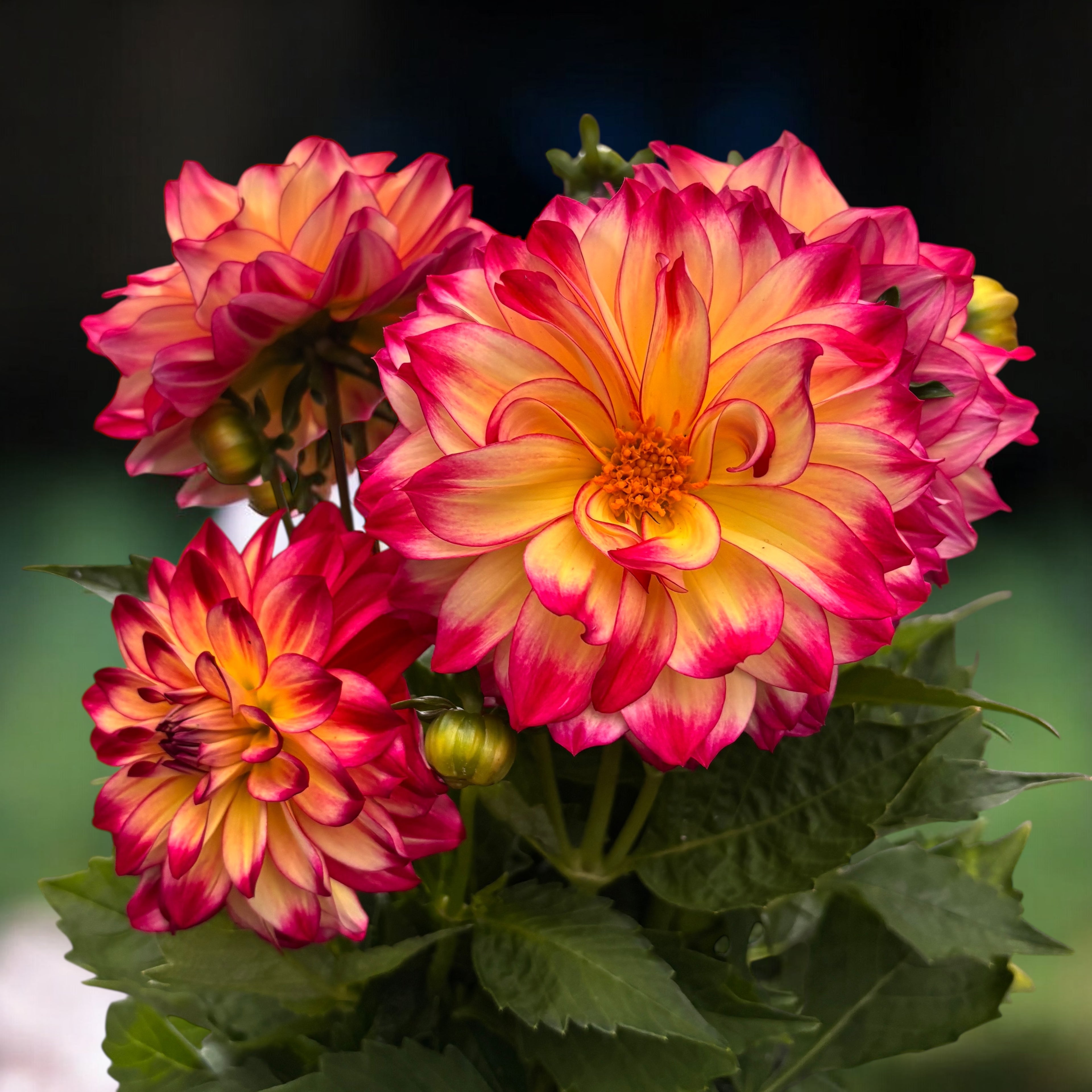 Dahlia Labella Maggiore ‘Fire’- dalii cu flori XL, inflorire abundenta, exemplare XXL