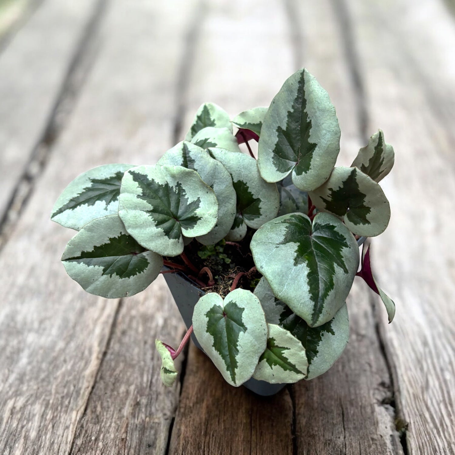 Cyclamen coum ‘Xmas leaf’ – ciclama de iarna cu model argintiu