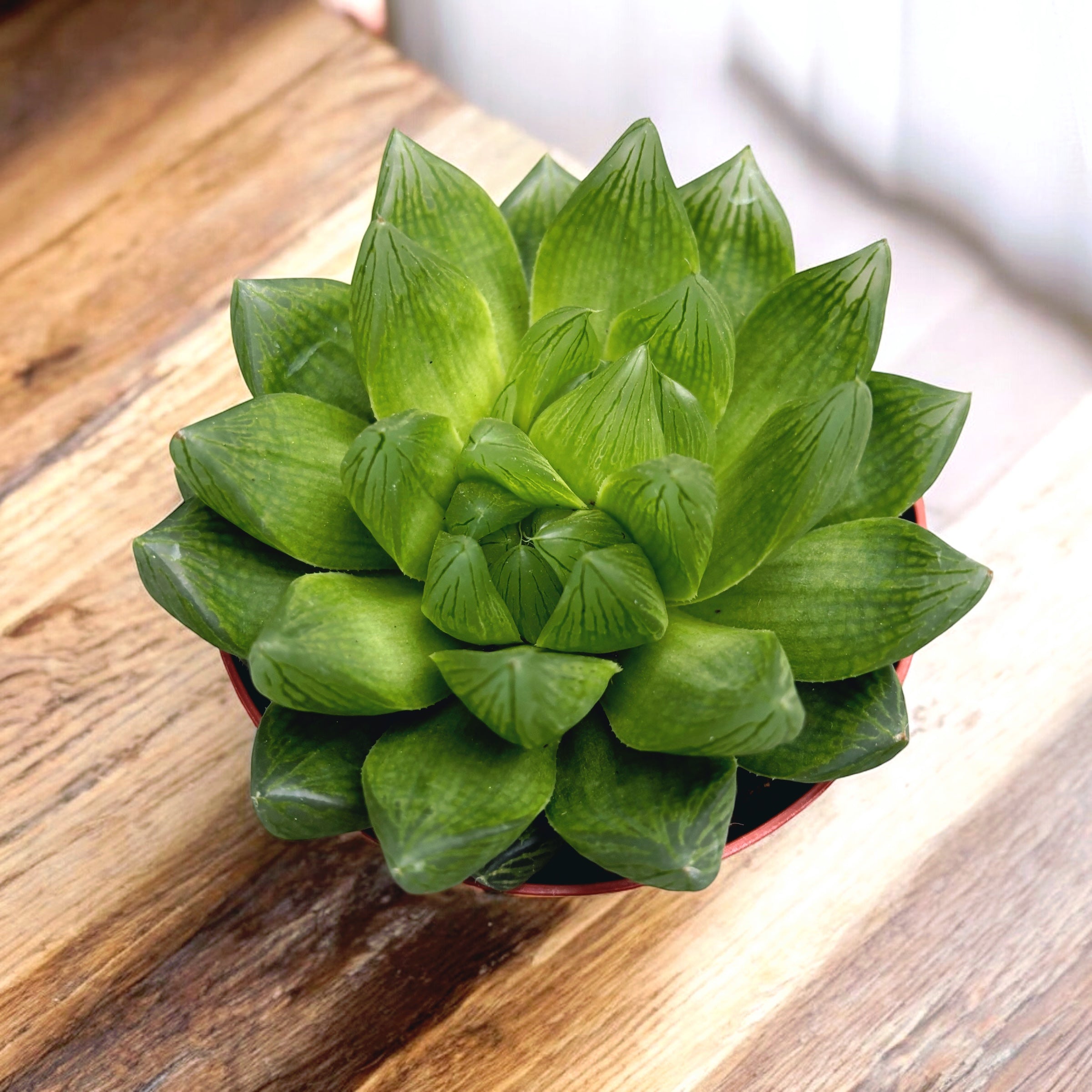 Haworthia cymbiformis