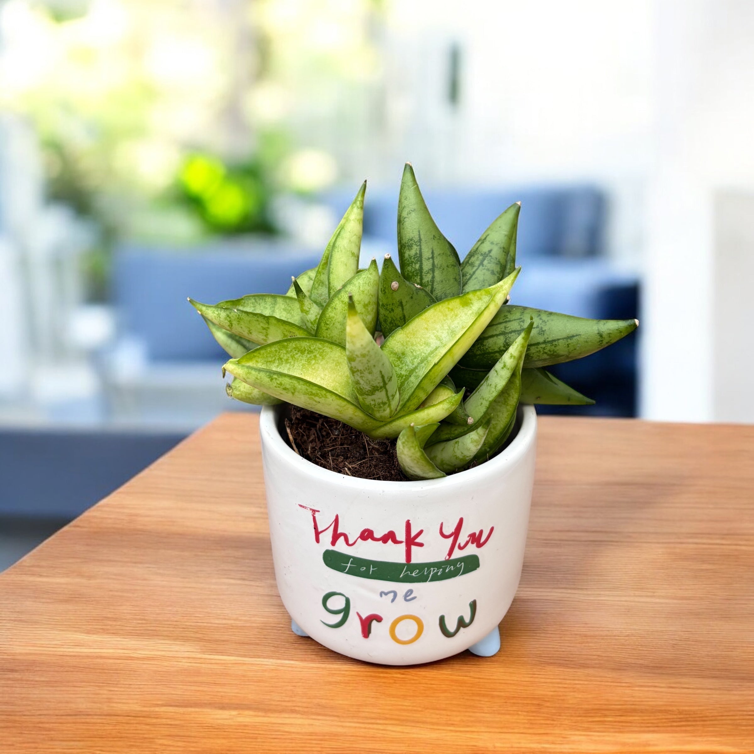 Sansevieria 'Sárga Végű'