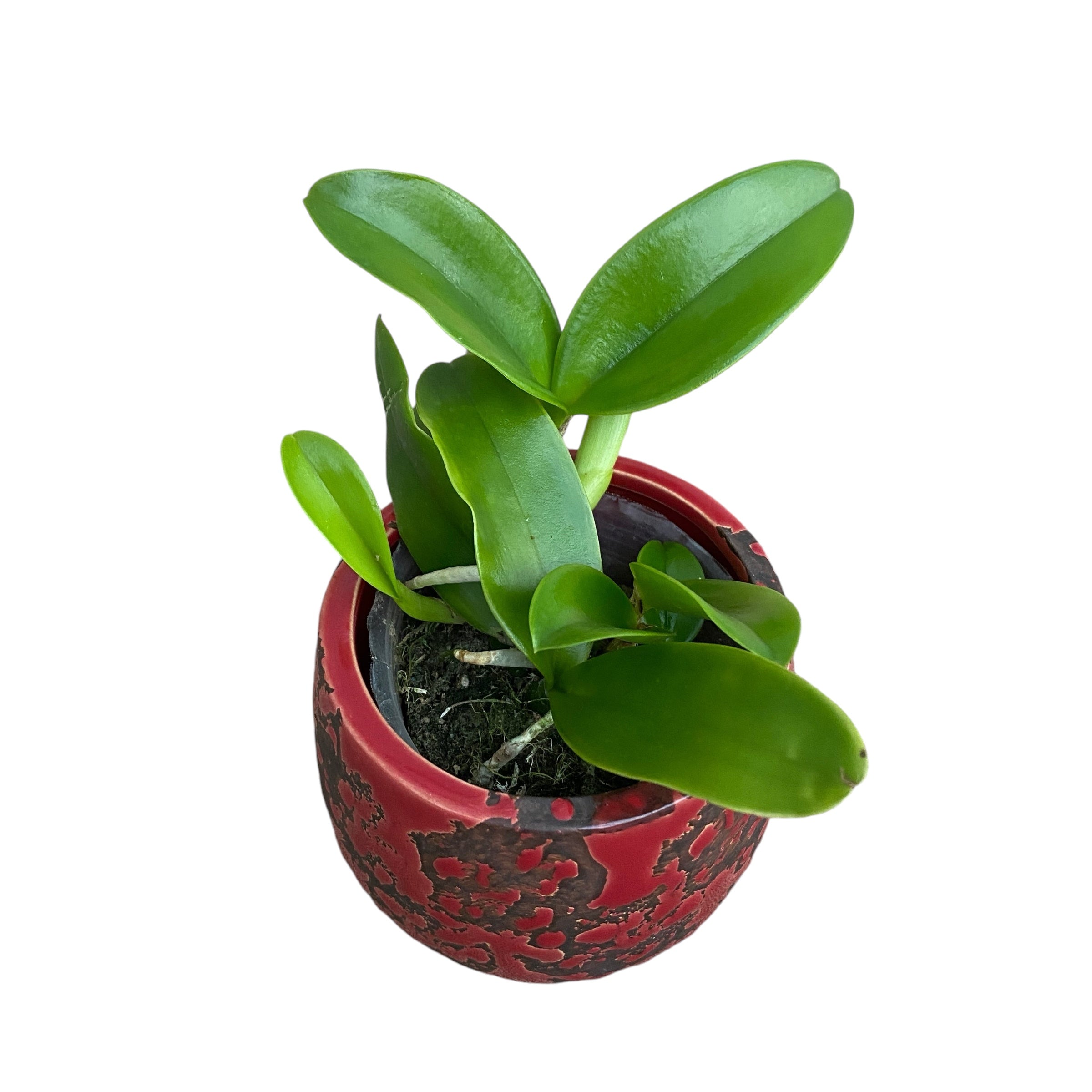 Cattleya violacea var. alba duftend