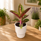 Aglaonema ‘Golden Power’ – frumusete tropicala cu frunzis auriu si nervuri roz intense