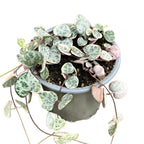 Ceropegia woodii 'Marlies' VARIEGATA (String of hearts)