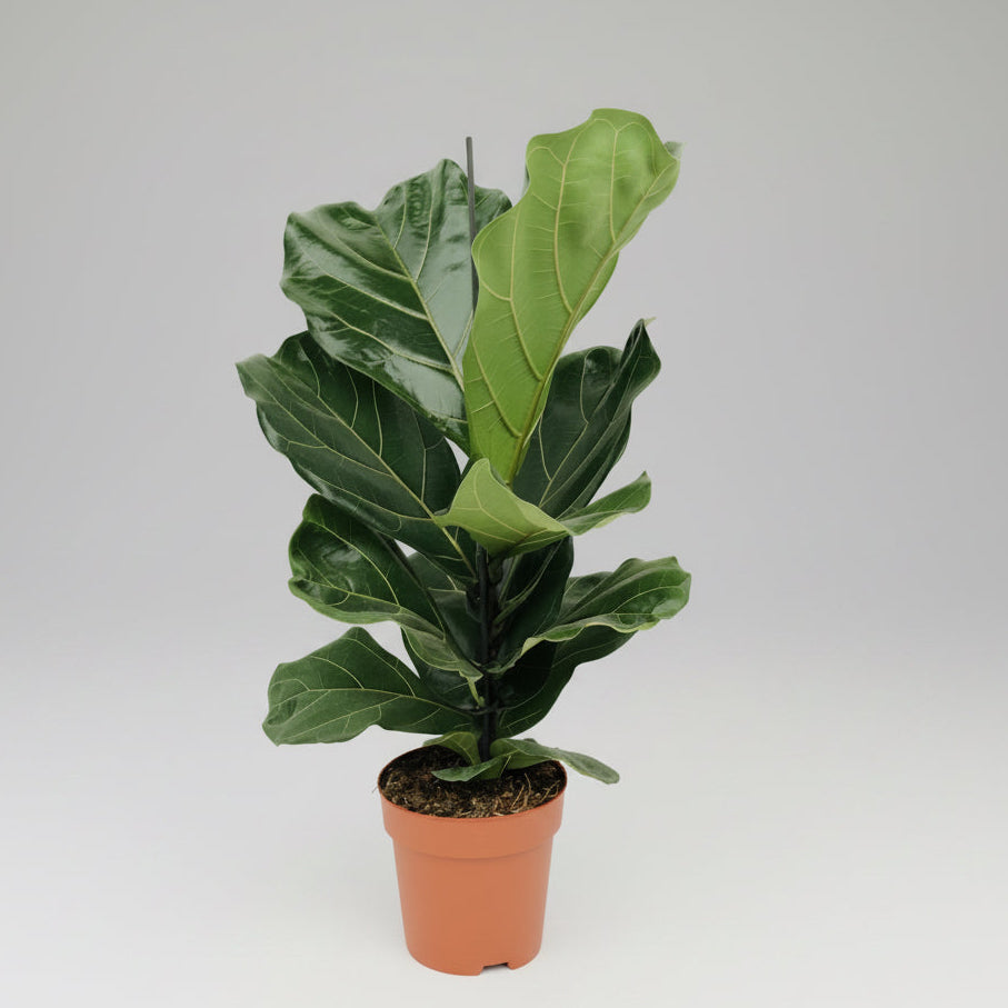 Ficus lyrata XL - smochin lira