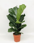 Ficus lyrata XL - smochin lira