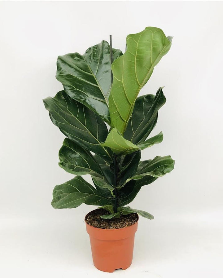 Ficus lyrata XL - smochin lira