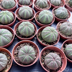 Euphorbia obesa - σπάνια σφαιρική παχύφυτη, με αρχιτεκτονική εμφάνιση