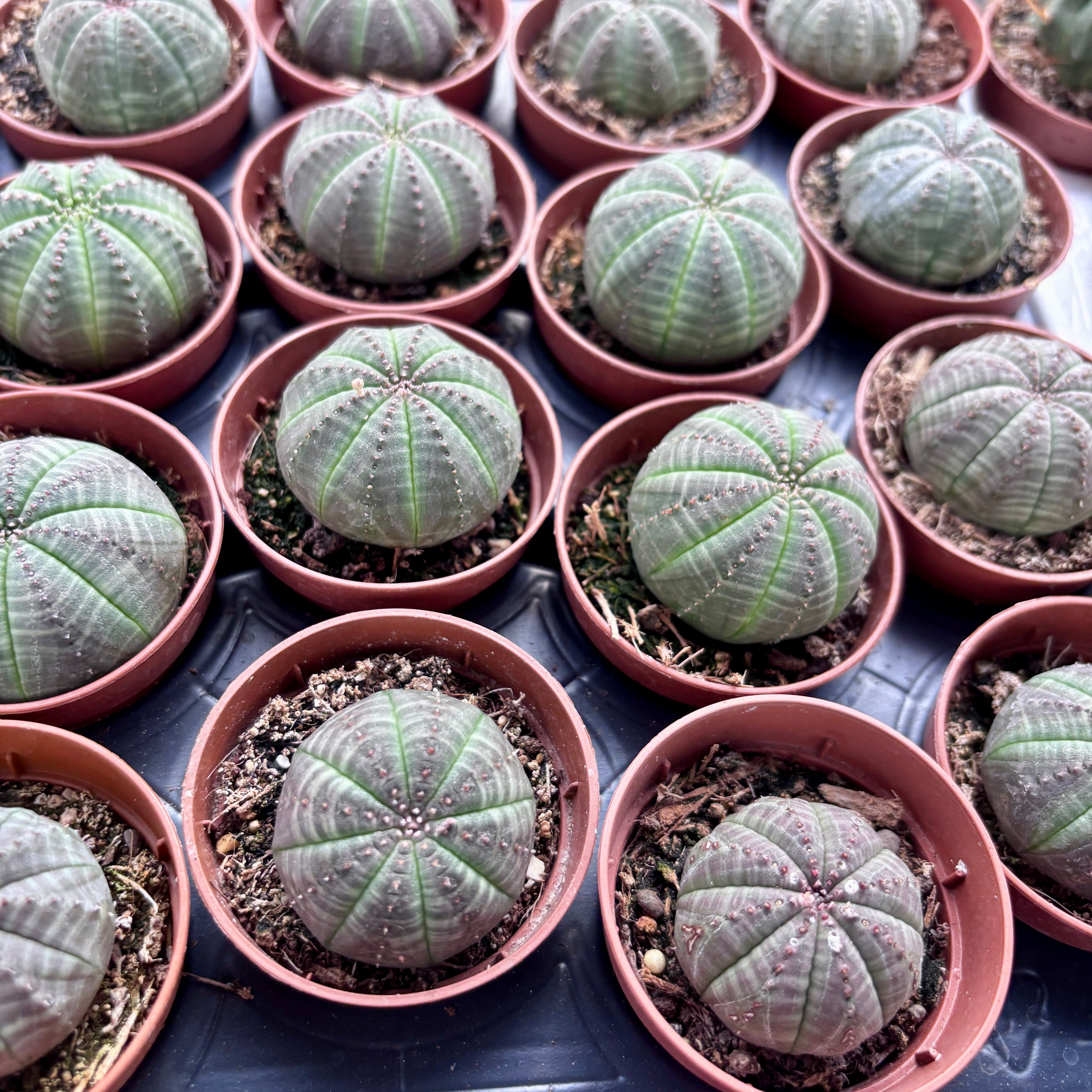 Euphorbia obesa - suculenta sferica rara, cu aspect architectural