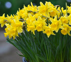 Narcise galbene cu flori mari  - Narcissus ‘Early Sensation’