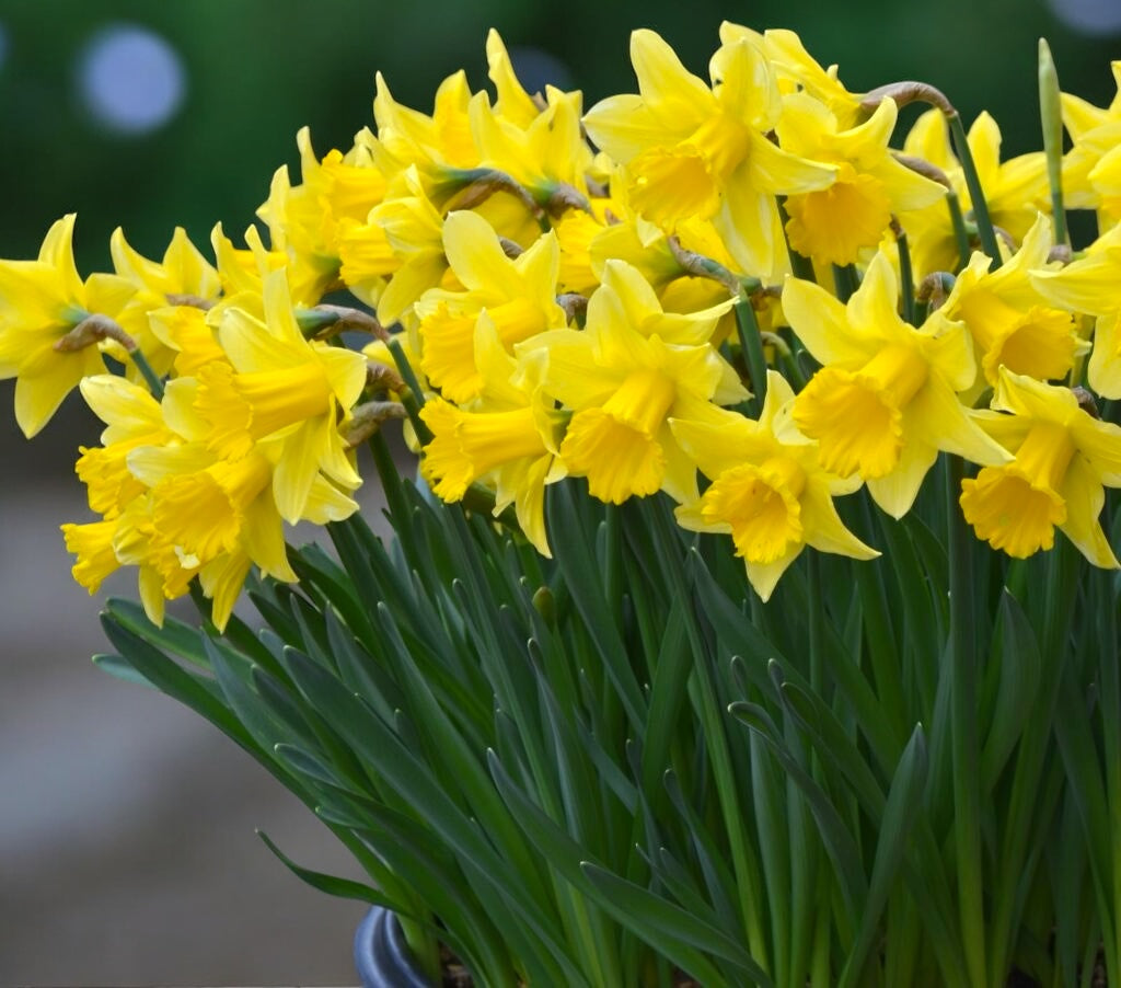 Narcise galbene cu flori mari  - Narcissus ‘Early Sensation’