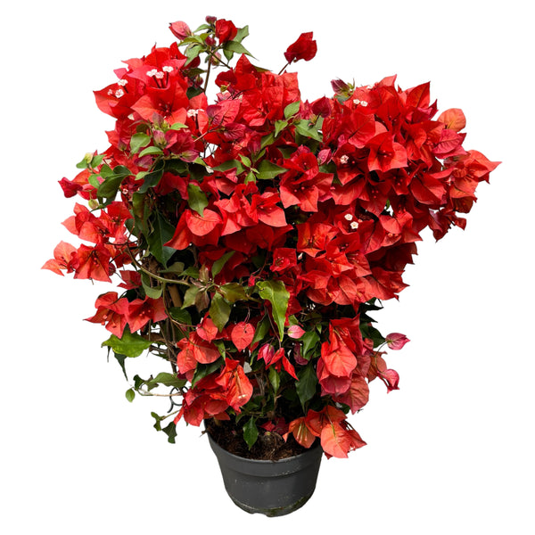 Bougainvillea 'Dania Orange' - Die orangefarbene Papierblume