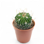 Echinofossulocactus multicostatus – cactus rar cu forme geometrice spectaculoase