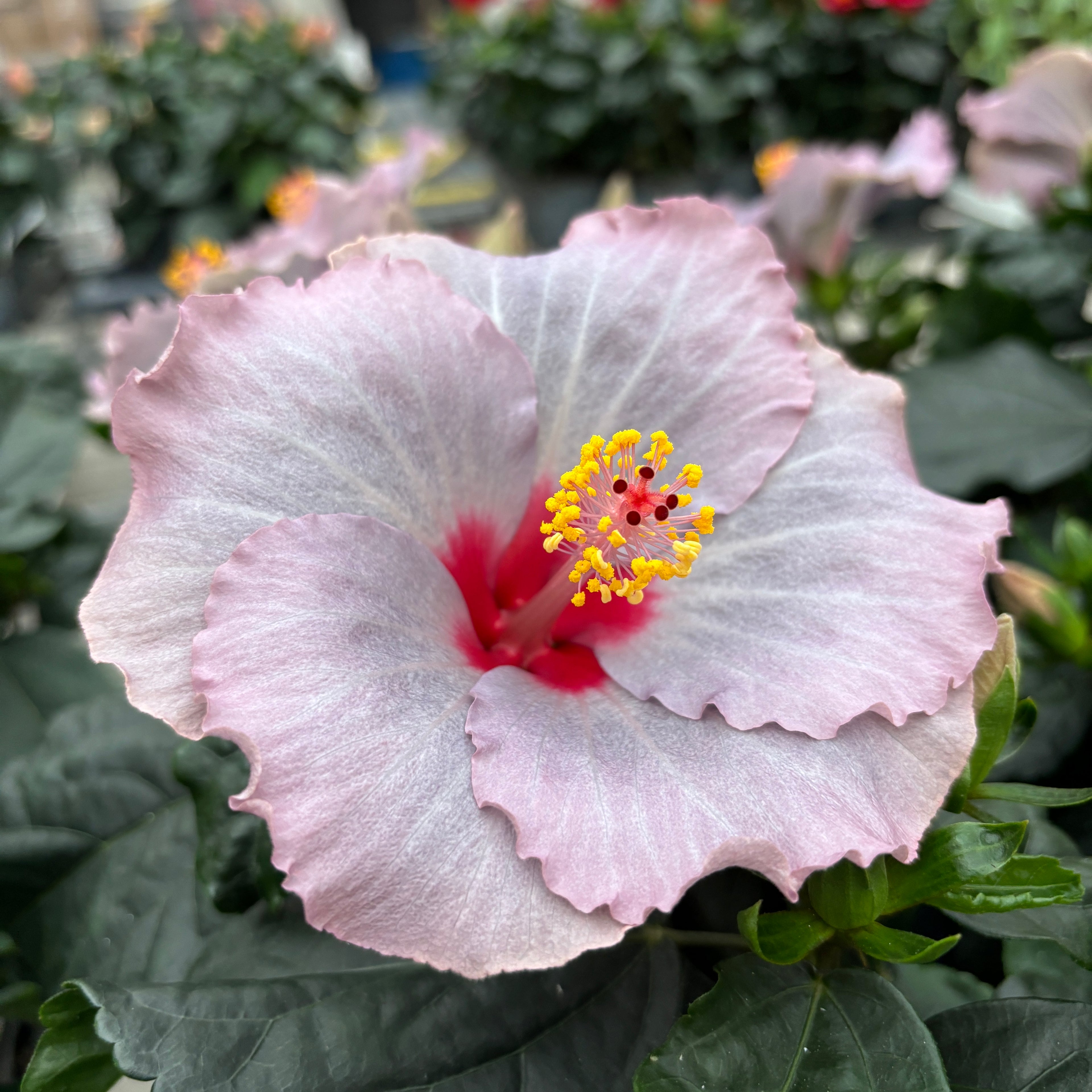 Hibiszkusz Long Life 'Cato Purple' (2 növény/cserép)